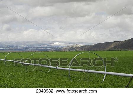 Agriculture - View of a mature alfalfa field in mid-spring with a linear irrigation system and snow covered mountains in the distance / Tulelake, Northern California, USA. View Large Photo Image Stock Image - Agriculture - View of a mature alfalfa field in mid-spring with a linear irrigation system and snow covered mountains in the distance / Tulelake, Northern California, USA.. Fotosearch