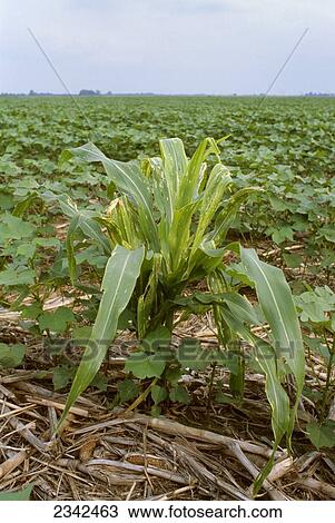 Stock Image - Agriculture - Volunteer Roundup Ready corn growing as a weed in a crop of Roundup Ready cotton / Arkansas, USA.. Fotosearch