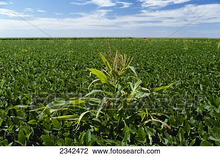 Agriculture - Volunteer Roundup Ready corn growing as a weed in Roundup Ready soybeans / Kansas, USA. View Large Photo Image Stock Image - Agriculture - Volunteer Roundup Ready corn growing as a weed in Roundup Ready soybeans / Kansas, USA.. Fotosearch