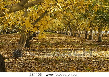Agriculture - Walnut orchard after the harvest in full autumn color / near Corning, Tehama County, Northern California, USA. View Large Photo Image Picture - Agriculture - Walnut orchard after the harvest in full autumn color / near Corning, Tehama County, Northern California, USA.. Fotosearch