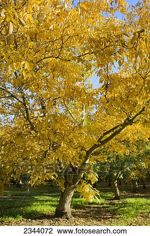 Stock Image - Agriculture - Walnut orchard after the harvest in full autumn color / near Corning, Tehama County, Northern California, USA.. Fotosearch