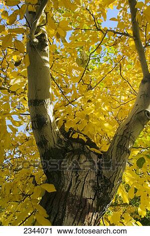 Agriculture - Walnut tree after the harvest in full autumn color / near Corning, Tehama County, Northern California, USA. View Large Photo Image Stock Image - Agriculture - Walnut tree after the harvest in full autumn color / near Corning, Tehama County, Northern California, USA.. Fotosearch