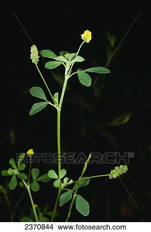 Agriculture - Weeds, Black Medic (Medicago lupulina) aka. Black Medick, Black Clover, Hop Clover, Hop Medic, Nonsuch, Yellow Trefoil; flowering stem / California, USA. View Large Photo Image Picture - Agriculture - Weeds, Black Medic (Medicago lupulina) aka. Black Medick, Black Clover, Hop Clover, Hop Medic, Nonsuch, Yellow Trefoil; flowering stem / California, USA.. Fotosearch
