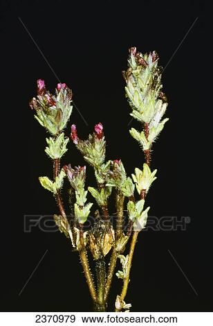 Stock Photo - Agriculture - Weeds, Broadleaved Glandweed (Parentucellia latifolia) aka. Broadleaf Glandweed, Broadleaf Parentucellia; flowering stem / California, USA.. Fotosearch