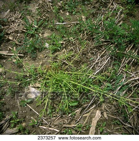 Agriculture - Weeds, Cleavers (Galium aparine) aka. Bedstraw, Goose Grass, Common Bedstraw; mature plant / Ontario, Canada. View Large Photo Image Stock Photo - Agriculture - Weeds, Cleavers (Galium aparine) aka. Bedstraw, Goose Grass, Common Bedstraw; mature plant / Ontario, Canada.. Fotosearch
