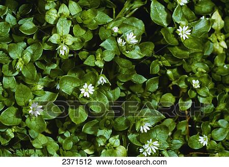 Agriculture - Weeds, Common Chickweed (Stellaria media) aka. Starwort, Starweed, Satin Flower, Tongue-grass, Winterweed; flowering plants / California, USA. View Large Photo Image Stock Image - Agriculture - Weeds, Common Chickweed (Stellaria media) aka. Starwort, Starweed, Satin Flower, Tongue-grass, Winterweed; flowering plants / California, USA.. Fotosearch