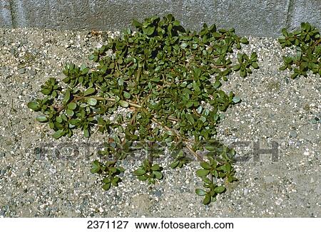 Agriculture - Weeds, Common Purslane (Portulaca oleracea) aka. Little Hogweed, Pigweed, Pursley, Pursley Duckweed, Pussley, Wild Portulaca; plant prior to flowering / California, USA. View Large Photo Image Stock Photo - Agriculture - Weeds, Common Purslane (Portulaca oleracea) aka. Little Hogweed, Pigweed, Pursley, Pursley Duckweed, Pussley, Wild Portulaca; plant prior to flowering / California, USA.. Fotosearch