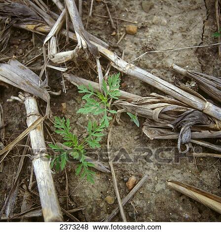 Stock Photo - Agriculture - Weeds, Common Ragweed (Ambrosia artemisiifolia) aka. Low Ragweed, Annual Ragweed; seedlings in corn residue / Ontario, Canada.. Fotosearch