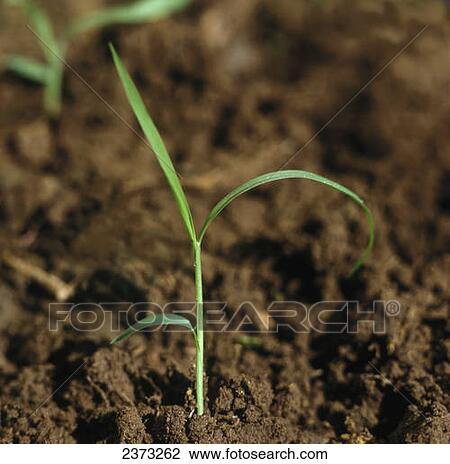 Agriculture - Weeds, Green Foxtail (Setaria viridis) aka. Green Bristlegrass; seedling / Ontario, Canada. View Large Photo Image Stock Image - Agriculture - Weeds, Green Foxtail (Setaria viridis) aka. Green Bristlegrass; seedling / Ontario, Canada.. Fotosearch