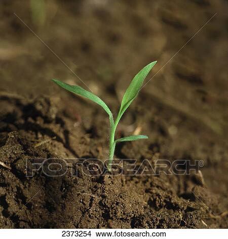 Picture - Agriculture - Weeds, Hairy Crabgrass (Digitaria sanguinalis), seedling / Ontario, Canada.. Fotosearch