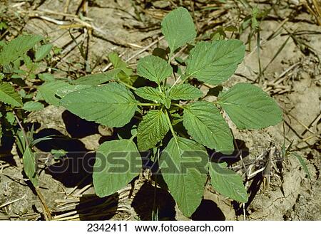 Stock Image - Agriculture - Weeds, Immature Redroot Pigweed (Amaranthus retroflexus) plant / Arkansas, USA.. Fotosearch