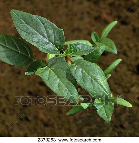 Stock Image - Agriculture - Weeds, Jimson Weed (Datura stramonium), young plant / Ontario, Canada.. Fotosearch