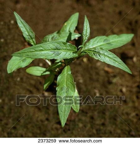 Agriculture - Weeds, Ladys Thumb (Polygonum persicaria), maturing plant / Ontario, Canada. View Large Photo Image Stock Photo - Agriculture - Weeds, Ladys Thumb (Polygonum persicaria), maturing plant / Ontario, Canada.. Fotosearch