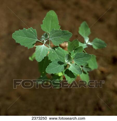 Agriculture - Weeds, Lambs Quarters (Chenopodium album) aka. White Goosefoot; young plant / Ontario, Canada. View Large Photo Image Stock Image - Agriculture - Weeds, Lambs Quarters (Chenopodium album) aka. White Goosefoot; young plant / Ontario, Canada.. Fotosearch