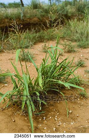 Agriculture - Weeds, mature Johnsongrass (Sorghum halepense) plants with full seedheads, a cropland weed / Childress, Texas, USA. View Large Photo Image Stock Image - Agriculture - Weeds, mature Johnsongrass (Sorghum halepense) plants with full seedheads, a cropland weed / Childress, Texas, USA.. Fotosearch
