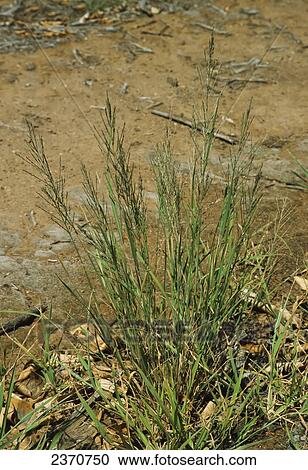 Agriculture - Weeds, Mexican Sprangletop (Leptochloa uninervia) aka. Clustered Saltgrass, Sprangletop, Spreading Millet; flowering plant / California, USA. View Large Photo Image Stock Image - Agriculture - Weeds, Mexican Sprangletop (Leptochloa uninervia) aka. Clustered Saltgrass, Sprangletop, Spreading Millet; flowering plant / California, USA.. Fotosearch