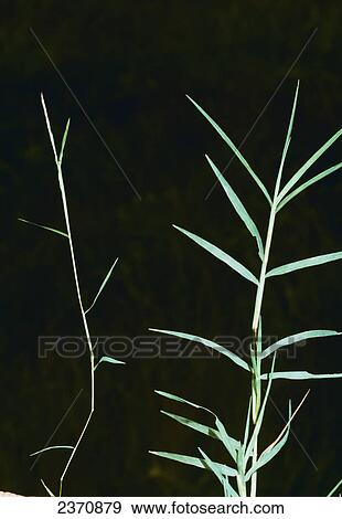 Stock Photo - Agriculture - Weeds, Nimblewill (Muhlenbergia schreberi) aka. Drop-seed, Wire-grass; stem and inflorescence / California, USA.. Fotosearch