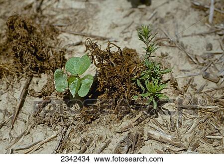 Agriculture - Weeds, glyphosate-resistant Horseweed (Conyza canadensis) aka.. Marestail, surviving in a stand of early growth Roundup Ready cotton / Mississippi, USA. View Large Photo Image Picture - Agriculture - Weeds, glyphosate-resistant Horseweed (Conyza canadensis) aka.. Marestail, surviving in a stand of early growth Roundup Ready cotton / Mississippi, USA.. Fotosearch