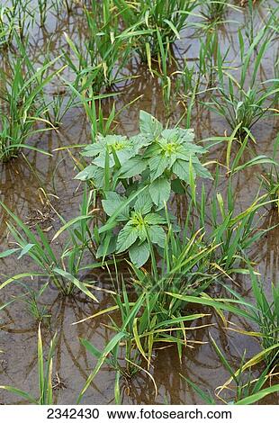 Stock Image - Agriculture - Weeds, Pigweed (Amaranthus sp. ) in a field of early growth rice; normally not a major problem because flooding kills pigweed, but some pigweed tolerated flood in AR in 2001 / Arkansas, USA.. Fotosearch
