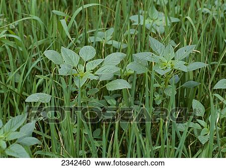 Stock Image - Agriculture - Weeds, Pigweed (Amaranthus sp. ) in a rice crop / Arkansas, USA.. Fotosearch