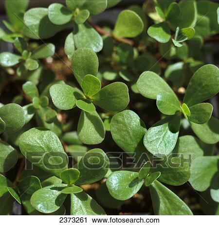Agriculture - Weeds, Purslane (Portulaca oleracea), maturing plants / Ontario, Canada. View Large Photo Image Stock Image - Agriculture - Weeds, Purslane (Portulaca oleracea), maturing plants / Ontario, Canada.. Fotosearch