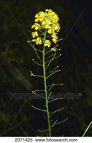 Stock Photography - Agriculture - Weeds, Tall Hedge Mustard (Sisymbrium loeselii) aka. Small Tumbleweed Mustard; inflorescence / California, USA.. Fotosearch