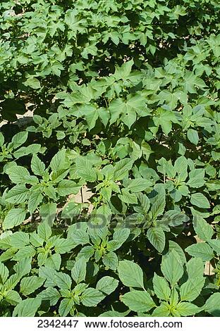 Agriculture - Weeds, uncontrolled Pigweed (Amaranthus sp. ) in a field of mid growth cotton / Mississippi, USA. View Large Photo Image Stock Photo - Agriculture - Weeds, uncontrolled Pigweed (Amaranthus sp. ) in a field of mid growth cotton / Mississippi, USA.. Fotosearch