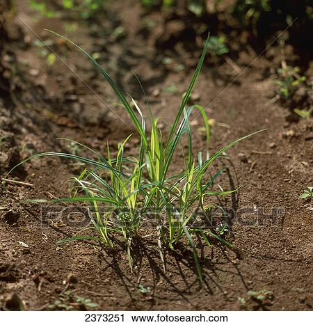 Agriculture - Weeds, Yellow Nutsedge (Cyperus esculentus) aka. Nut Grass, Yellow Nutgrass; seedlings / Ontario, Canada. View Large Photo Image Stock Image - Agriculture - Weeds, Yellow Nutsedge (Cyperus esculentus) aka. Nut Grass, Yellow Nutgrass; seedlings / Ontario, Canada.. Fotosearch