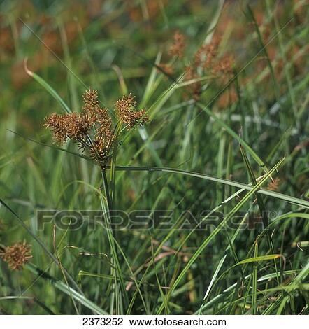 Agriculture - Weeds, Yellow Nutsedge (Cyperus esculentus) aka. Nut Grass, Yellow Nutgrass; mature seedhead / Ontario, Canada. View Large Photo Image Stock Image - Agriculture - Weeds, Yellow Nutsedge (Cyperus esculentus) aka. Nut Grass, Yellow Nutgrass; mature seedhead / Ontario, Canada.. Fotosearch