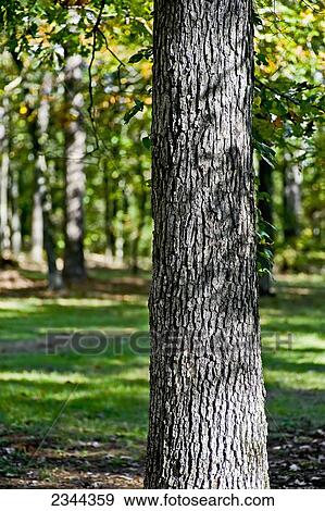 Agriculture - White oak tree, the most abundant hardwood in the southern mountains of Arkansas, but occurs over the entire eastern half of North America / Montgomery County, Arkansas, USA. View Large Photo Image Stock Photo - Agriculture - White oak tree, the most abundant hardwood in the southern mountains of Arkansas, but occurs over the entire eastern half of North America / Montgomery County, Arkansas, USA.. Fotosearch
