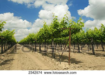 Agriculture - Wine grape vineyard showing mid-Spring foliage growth / near Clements, California, USA. View Large Photo Image Picture - Agriculture - Wine grape vineyard showing mid-Spring foliage growth / near Clements, California, USA.. Fotosearch