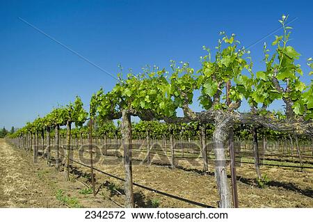 Stock Image - Agriculture - Wine grape vineyard showing mid-Spring foliage growth / near Clements, California, USA.. Fotosearch