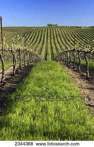 Agriculture - Wine grape vineyard planted on rolling hills with Spring foliage growth and a cover crop growing between the rows / near Esparto, California, USA. View Large Photo Image Stock Photo - Agriculture - Wine grape vineyard planted on rolling hills with Spring foliage growth and a cover crop growing between the rows / near Esparto, California, USA.. Fotosearch