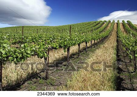Agriculture - Wine grape vineyard planted on rolling hills with Spring foliage growth and a cover crop growing between the rows / near Esparto, California, USA. View Large Photo Image Stock Photo - Agriculture - Wine grape vineyard planted on rolling hills with Spring foliage growth and a cover crop growing between the rows / near Esparto, California, USA.. Fotosearch
