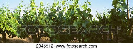 Stock Image - Agriculture - Wine grapevines in spring with immature grape clusters / Manteca, California, USA.. Fotosearch