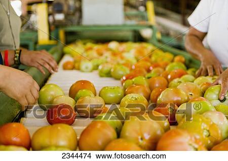 Agriculture - Workers at a packing plant sort fresh market tomatoes by color, quality and size for packing and shipping / Hamburg, Arkansas, USA. View Large Photo Image Picture - Agriculture - Workers at a packing plant sort fresh market tomatoes by color, quality and size for packing and shipping / Hamburg, Arkansas, USA.. Fotosearch