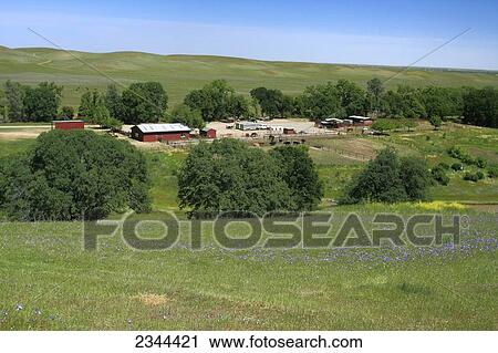 Agriculture - Yolo Land & Cattle Company ranch buildings surrounded by green hills and oak trees / Yolo County, California, USA. View Large Photo Image Stock Image - Agriculture - Yolo Land & Cattle Company ranch buildings surrounded by green hills and oak trees / Yolo County, California, USA.. Fotosearch