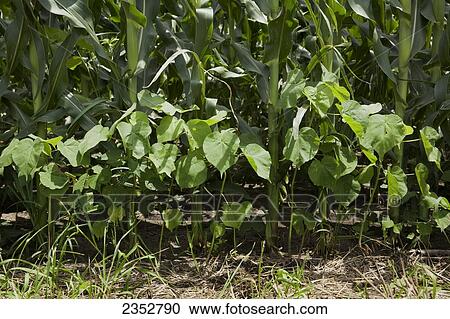 Agriculture - Young Velvetleaf (Abutilon theophrastii) plants growing at the edge of a corn field / Southeast Kansas, USA. View Large Photo Image Stock Image - Agriculture - Young Velvetleaf (Abutilon theophrastii) plants growing at the edge of a corn field / Southeast Kansas, USA.. Fotosearch
