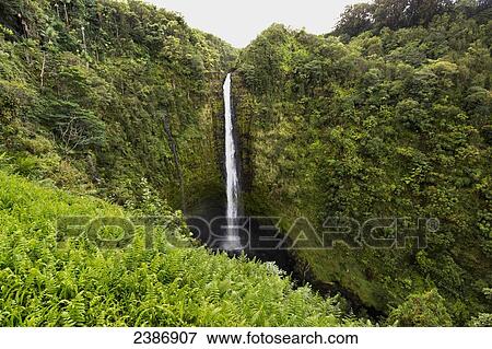 Akaka Falls; Hilo, Island of Hawaii, Hawaii, United States of America View Large Photo Image Stock Photo - Akaka Falls; Hilo, Island of Hawaii, Hawaii, United States of America. Fotosearch