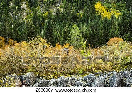 Alder Flats in autumn; British Columbia, Canada View Large Photo Image Stock Photo - Alder Flats in autumn; British Columbia, Canada. Fotosearch