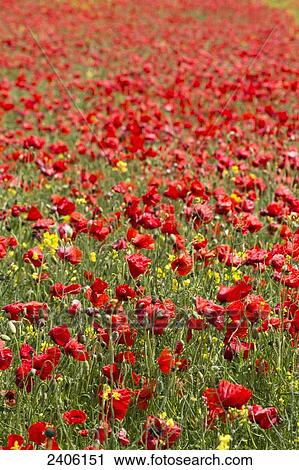 Stock Image - An abundance of red and yellow flowers growing in a field; Northumberland, England. Fotosearch