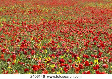 An abundance of red and yellow flowers growing in a field; Northumberland, England View Large Photo Image Stock Photograph - An abundance of red and yellow flowers growing in a field; Northumberland, England. Fotosearch