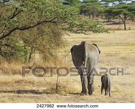 An African Elephant with it's young; Tanzania View Large Photo Image Stock Image - An African Elephant with it's young; Tanzania. Fotosearch