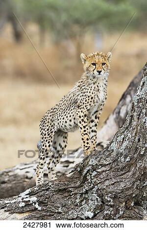 An alert cheetah watches from a tree; Tanzania View Large Photo Image Stock Image - An alert cheetah watches from a tree; Tanzania. Fotosearch