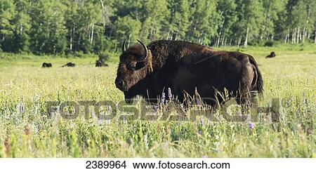 An American Bison (bison bison) stands in a grass field in Riding Mountain National Park; Manitoba, Canada View Large Photo Image Picture - An American Bison (bison bison) stands in a grass field in Riding Mountain National Park; Manitoba, Canada. Fotosearch
