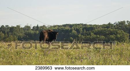 Stock Image - An American Bison (bison bison) stands in a grass field in Riding Mountain National Park; Manitoba, Canada. Fotosearch