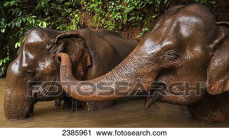 An elephant tickles another elephant's ear while in the river bathing; Sen Monorom, Mondulkiri, Cambodia View Large Photo Image Stock Image - An elephant tickles another elephant's ear while in the river bathing; Sen Monorom, Mondulkiri, Cambodia. Fotosearch