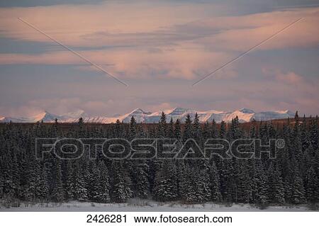 An evergreen forest with the Canadian rocky mountains in the distance at sunrise in winter; Banff, Alberta, Canada View Large Photo Image Stock Image - An evergreen forest with the Canadian rocky mountains in the distance at sunrise in winter; Banff, Alberta, Canada. Fotosearch