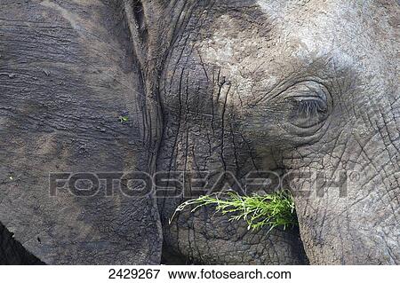 An extreme close up of an elephant feeding itself at Serengeti Plains; South Africa View Large Photo Image Stock Photo - An extreme close up of an elephant feeding itself at Serengeti Plains; South Africa. Fotosearch