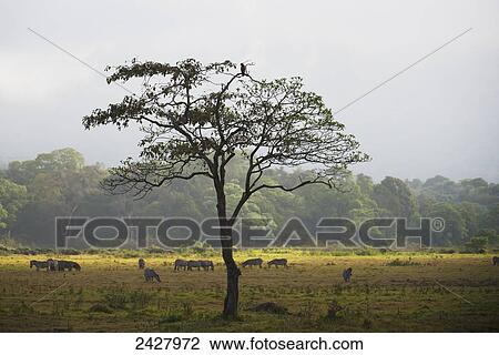 Animals graze on the plains in Arusha National Park in winter; Arusha, Tanzania View Large Photo Image Stock Image - Animals graze on the plains in Arusha National Park in winter; Arusha, Tanzania. Fotosearch